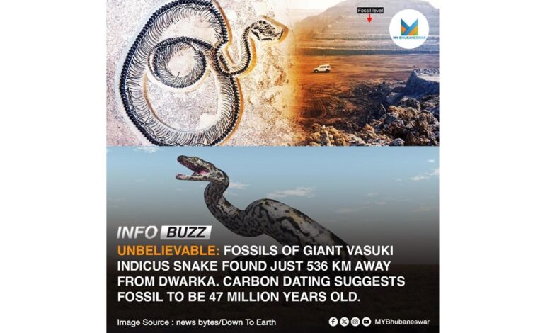 UNBELIEVABLE: FOSSILS OF GIANT VASUKI INDICUS SNAKE FOUND JUST 536 KM AWAY FROM DWARKA.