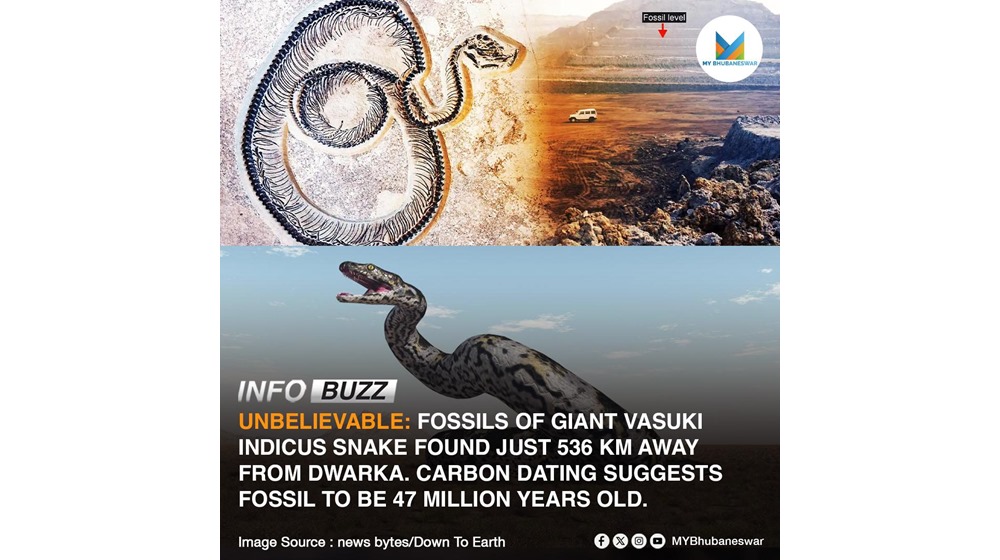 UNBELIEVABLE: FOSSILS OF GIANT VASUKI INDICUS SNAKE FOUND JUST 536 KM AWAY FROM DWARKA. 