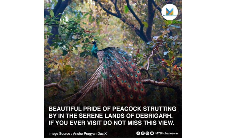 BEAUTIFUL PRIDE OF PEACOCK STRUTTING BY IN THE SERENE LANDS OF DEBRIGARH. IF YOU EVER VISIT DO NOT MISS THIS VIEW.