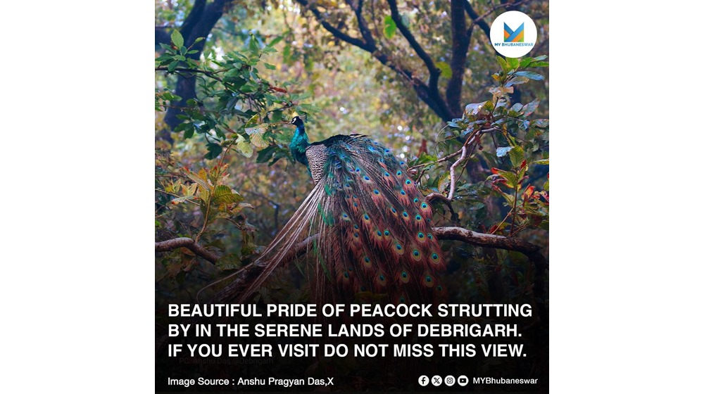 BEAUTIFUL PRIDE OF PEACOCK STRUTTING BY IN THE SERENE LANDS OF DEBRIGARH. IF YOU EVER VISIT DO NOT MISS THIS VIEW.