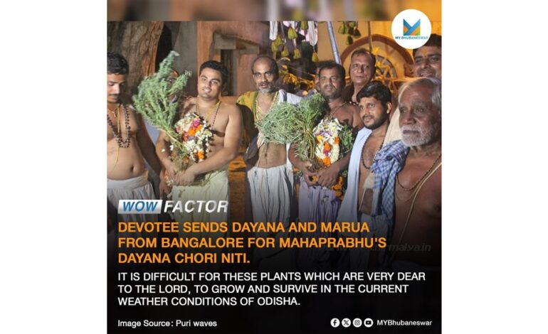 DEVOTEE SENDS DAYANA AND MARUA FROM BANGALORE FOR MAHAPRABHU’S DAYANA CHORI NITI.SUB HEADING- IT IS DIFFICULT FOR THESE PLANTS WHICH ARE VERY DEAR TO THE LORD, TO GROW AND SURVIVE IN THE CURRENT WEATHER CONDITIONS OF ODISHA.