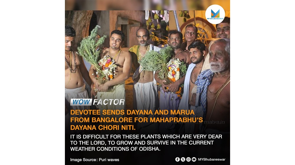 DEVOTEE SENDS DAYANA AND MARUA FROM BANGALORE FOR MAHAPRABHU’S DAYANA CHORI NITI.SUB HEADING- IT IS DIFFICULT FOR THESE PLANTS WHICH ARE VERY DEAR TO THE LORD, TO GROW AND SURVIVE IN THE CURRENT WEATHER CONDITIONS OF ODISHA.