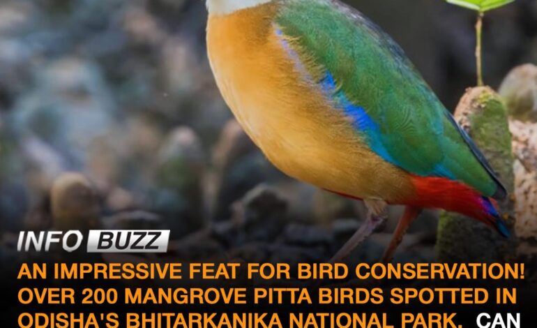 AN IMPRESSIVE FEAT FOR BIRD CONSERVATION! OVER 200 MANGROVE PITTA BIRDS SPOTTED IN ODISHA’S BHITARKANIKA NATIONAL PARK.