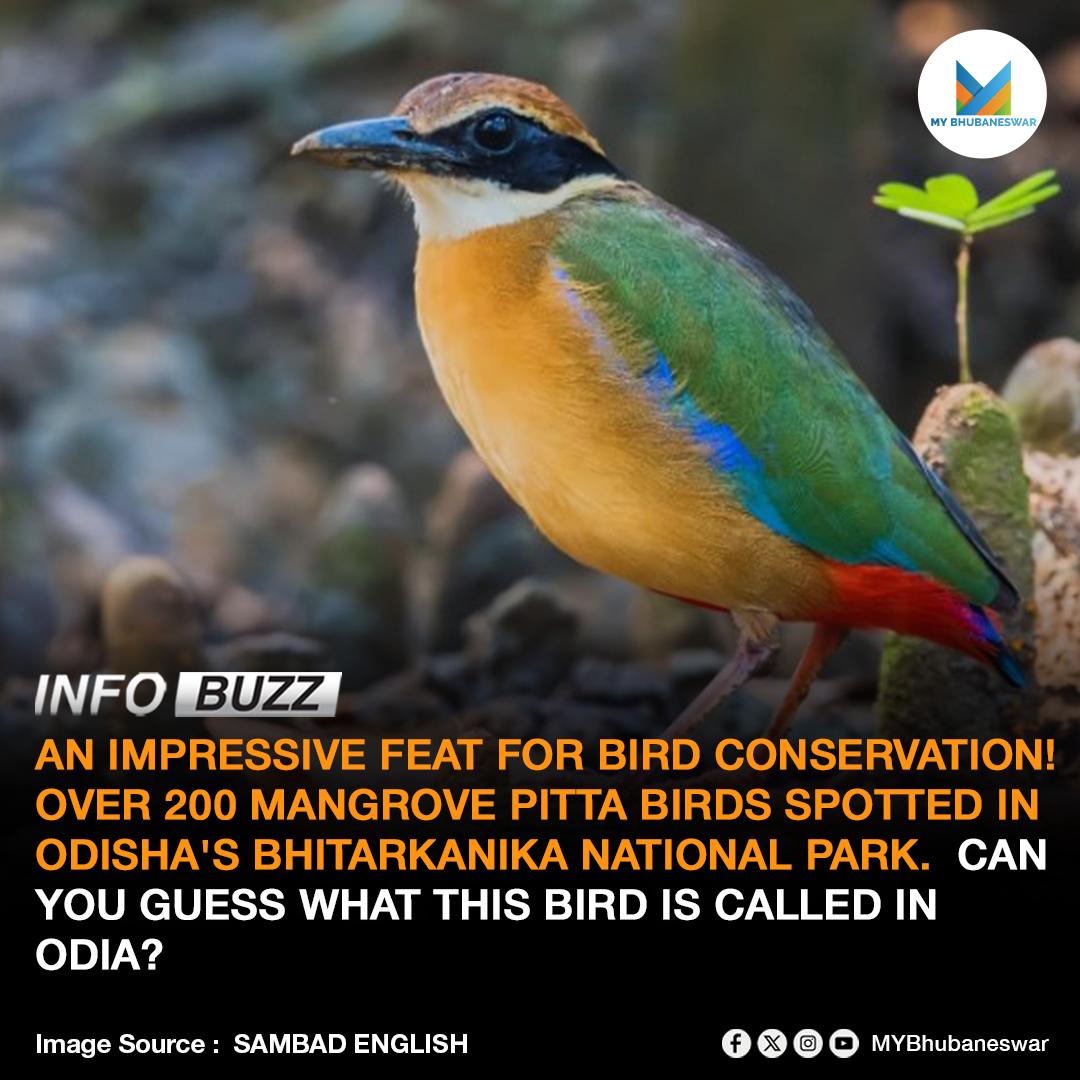 AN IMPRESSIVE FEAT FOR BIRD CONSERVATION! OVER 200 MANGROVE PITTA BIRDS SPOTTED IN ODISHA’S BHITARKANIKA NATIONAL PARK.