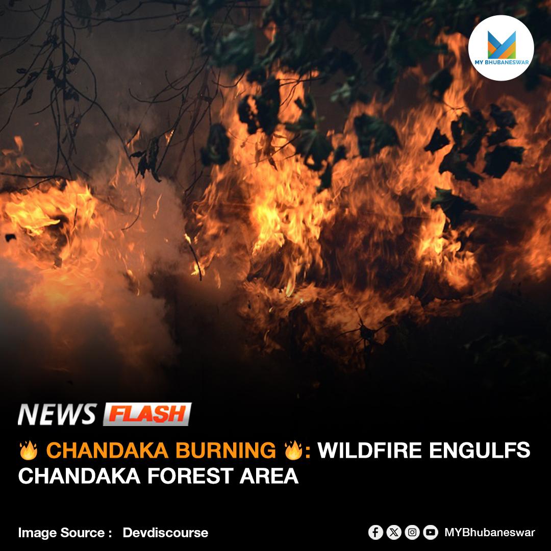 🔥 CHANDAKA BURNING 🔥: WILDFIRE ENGULFS CHANDAKA FOREST AREA