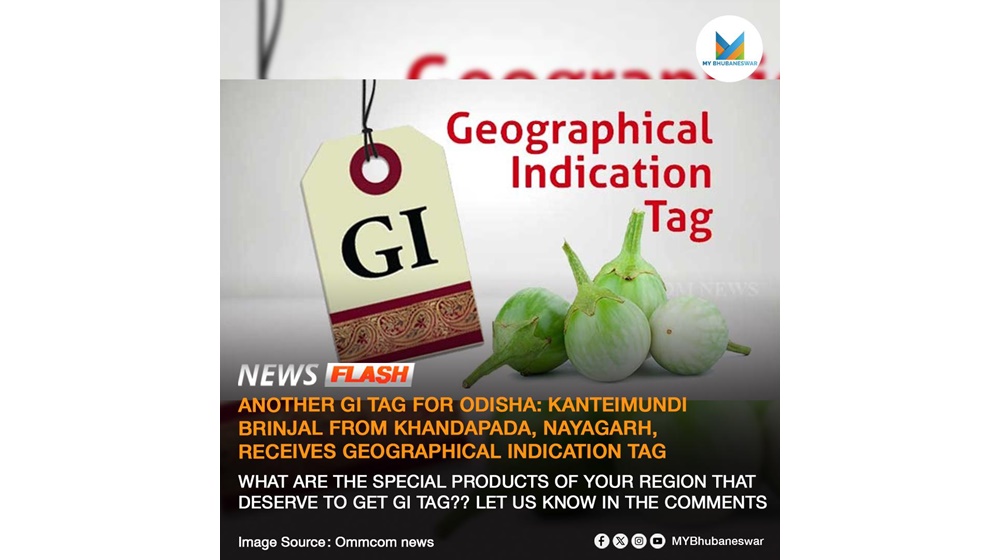 KANTEIMUNDI BRINJAL FROM KHANDAPADA, NAYAGARH, RECEIVES GEOGRAPHICAL INDICATION TAG. WHAT ARE THE SPECIAL PRODUCTS OF YOUR REGION THAT DESERVE TO GET GI TAG?? LET US KNOW IN THE COMMENTS.