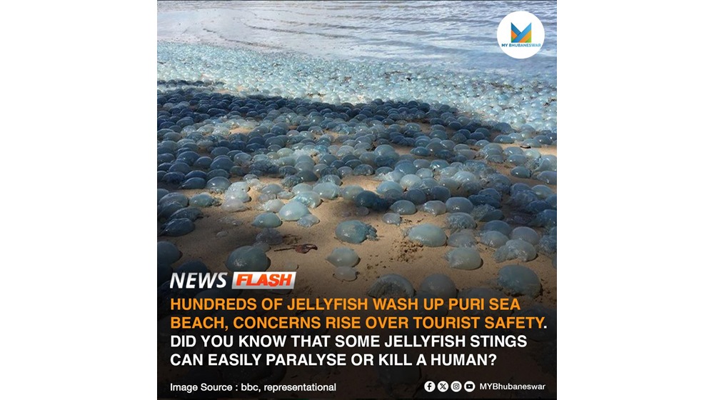 HUNDREDS OF JELLYFISH WASH UP PURI SEA BEACH, CONCERNS RISE OVER TOURIST SAFETY. DID YOU KNOW THAT SOME JELLYFISH STINGS CAN EASILY PARALYSE OR KILL A HUMAN?